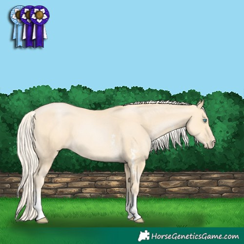 Horse Color:Palomino Pearl Sabino 