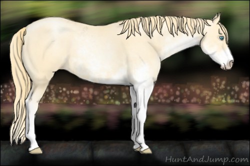 Horse Color:Buckskin Pearl Sabino