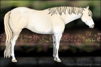 Horse Color:Buckskin Pearl Sabino