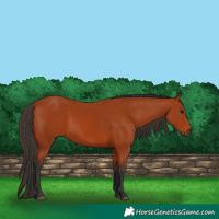 Horse Color:Bay 