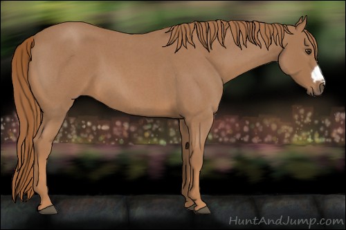Horse Color:Red Roan Frame 