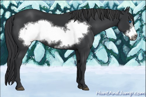 Horse Color:Black Frame 