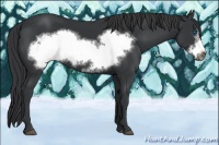 Horse Color:Black Frame 