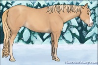 Horse Color:Gold Champagne Splash