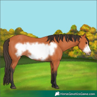 Horse Color:Bay Frame 