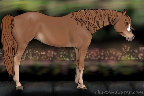 Horse Color:Chestnut 