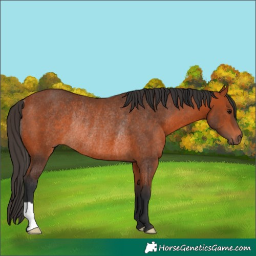 Horse Color:Bay Rabicano 