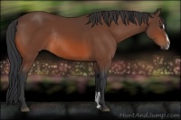 Horse Color:Bay Sabino Rabicano