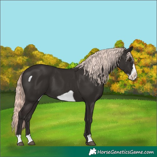 Horse Color:Liver Chestnut Mushroom Frame 