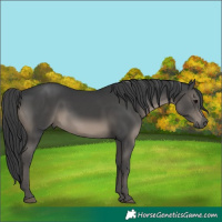 Horse Color:Black 