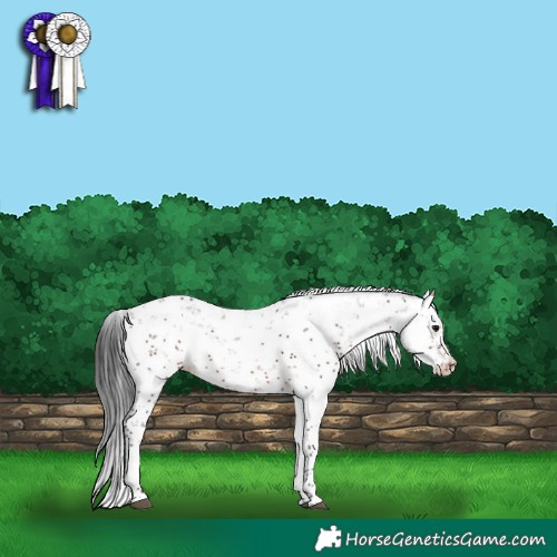 Horse Color:Brown Sabino 