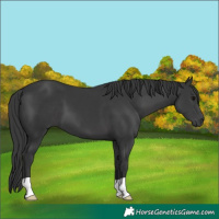 Horse Color:Black 
