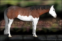 Horse Color:Brown Sabino Splash Rabicano 
