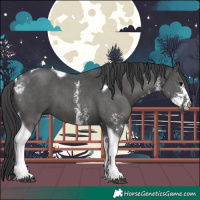 Horse Color:Black Sabino Tobiano 