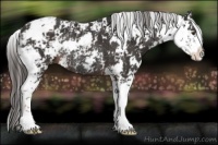 Horse Color:Liver Chestnut Sabino Rabicano 