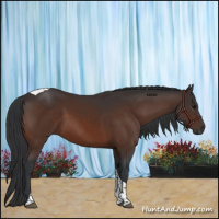 Horse Color:Bay Tobiano 
