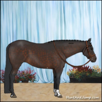 Horse Color:Brown Tobiano