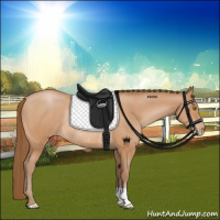 Horse Color:Bay Pearl Rabicano 