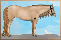 Horse Color:Chestnut Pearl Rabicano 