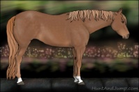 Horse Color:Chestnut 