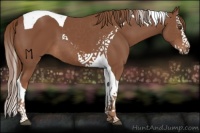 Horse Color:Chestnut Splash Tobiano 