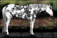 Horse Color:Black Sabino 