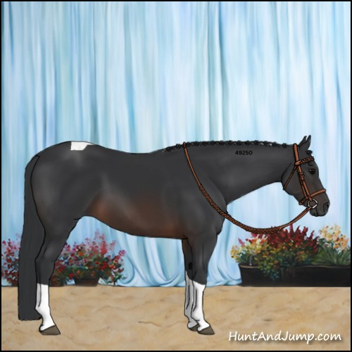 Horse Color:Brown Tobiano 