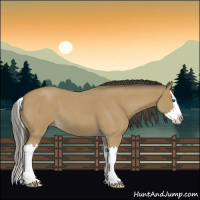 Horse Color:Buckskin Roan Splash 