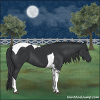 Horse Color:Black Tobiano 