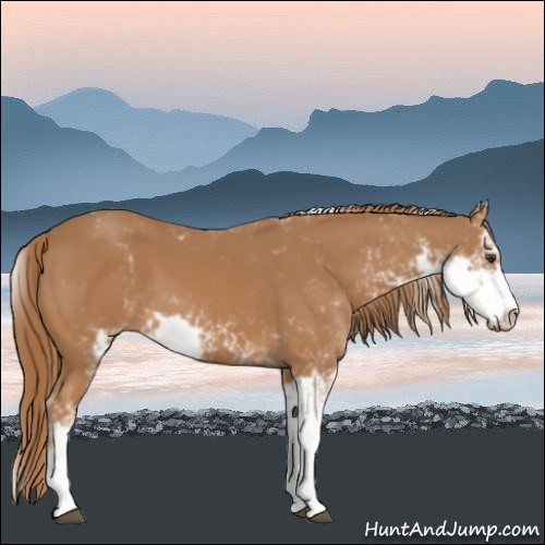 Horse Color:Chestnut Sabino 