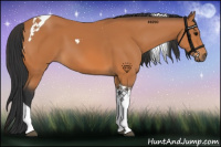Horse Color:Bay Tobiano 