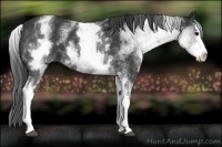 Horse Color:White Spotted Black Splash 