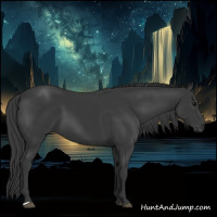 Horse Color:Black 