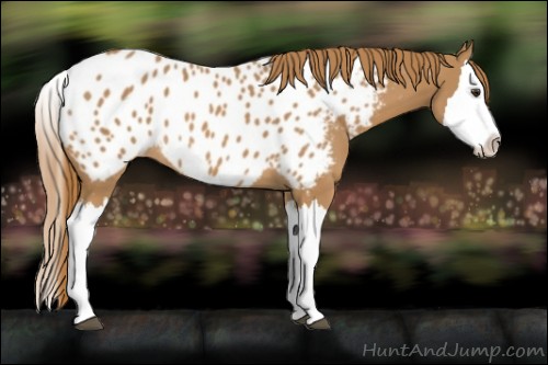 Horse Color:Chestnut Splash Near Leopard