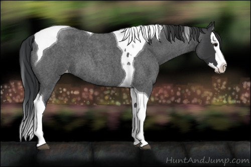 Horse Color:Blue Roan Splash Tobiano Appaloosa 