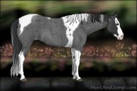 Horse Color:Blue Roan Splash Tobiano Appaloosa 