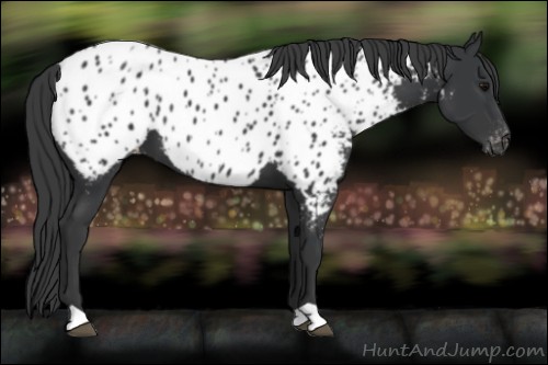 Horse Color:Black Near Leopard