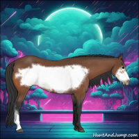 Horse Color:Bay Frame 