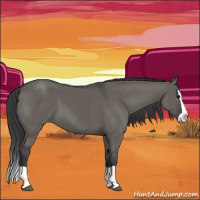 Horse Color:Grullo Splash 