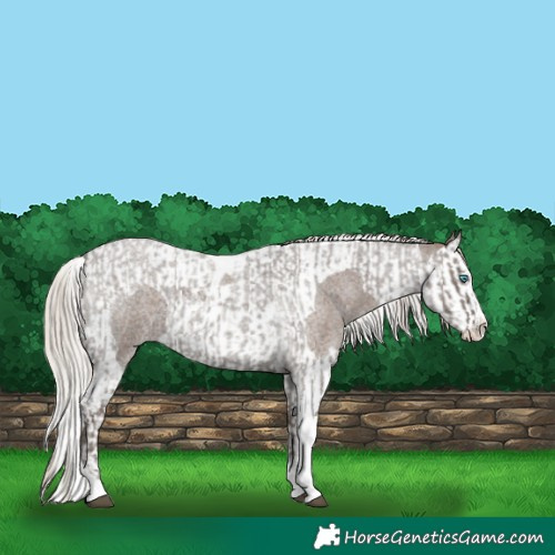 Horse Color:Silver Blue Roan Splash Tobiano  and Silver Blue Roan Splash Tobiano 