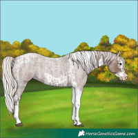 Horse Color:Silver Blue Roan Splash Tobiano Appaloosa and Silver Blue Roan Splash Tobiano Appaloosa