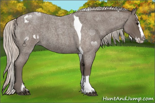 Horse Color:Silver Blue Roan Splash Tobiano  and Silver Blue Roan Splash 