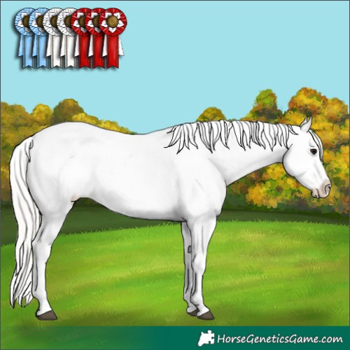 Horse Color:Silver Black Appaloosa 