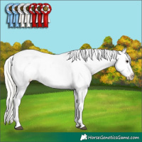 Horse Color:Silver Black Appaloosa
