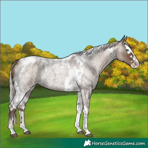 Horse Color:Silver Blue Roan Splash Tobiano  and Silver Smoky Blue Roan Splash Tobiano 
