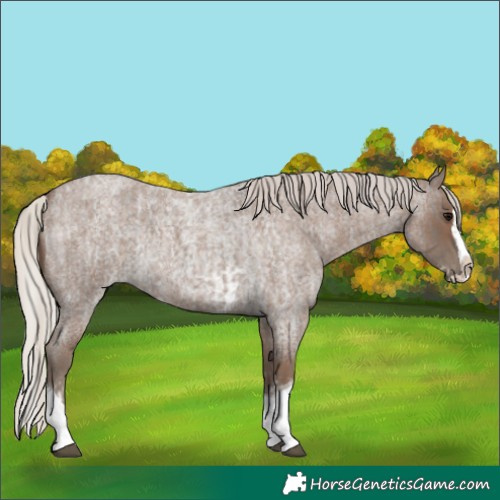 Horse Color:Silver Blue Roan Splash Tobiano  and Silver Blue Roan Splash Tobiano 