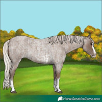 Horse Color:Silver Blue Roan Splash Tobiano  and Silver Blue Roan Splash Tobiano 