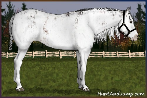 Horse Color:Bay Sabino Splash Appaloosa and Bay Sabino Splash Appaloosa