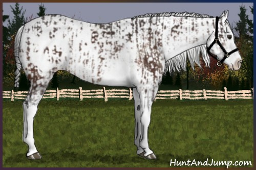 Horse Color:Brown Sabino Splash Appaloosa and Brown Sabino Splash Appaloosa