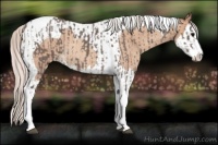 Horse Color:Silver Blue Roan Splash Tobiano  and Silver Classic Champagne Roan Splash Tobiano 